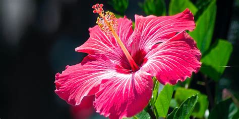 Caribbean Flowers And Their Names | Best Flower Site