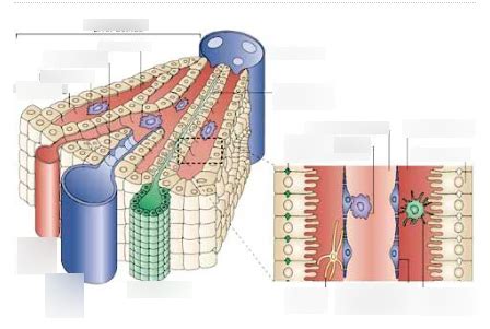 Labelled liver acinus Diagram | Quizlet