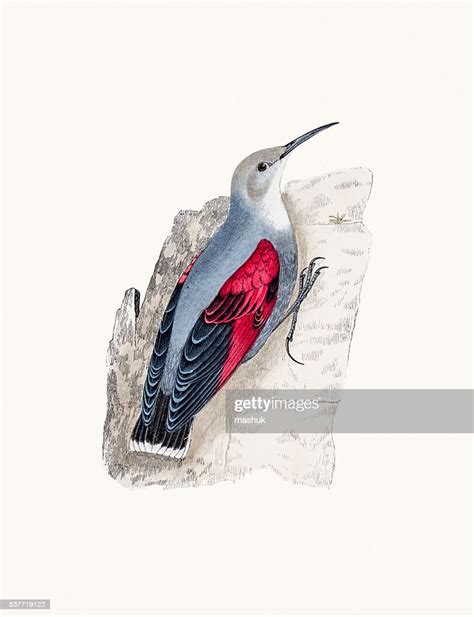 Wall Creeper Bird High-Res Vector Graphic - Getty Images