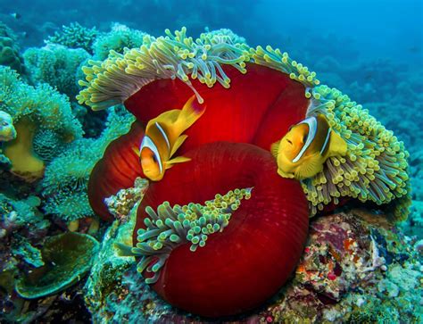 The striking beauty of the Red Sea coral reefs