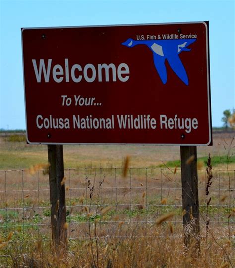 Random Images from a Nightowl: Colusa National Wildlife Area August 23, 2011