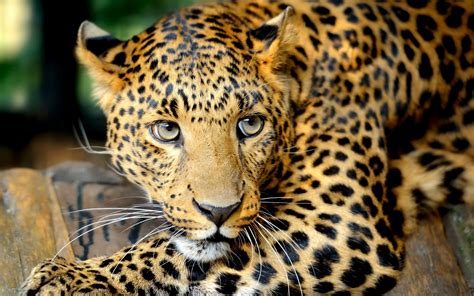 🔥 Download Wallpaper Big Cat Leopard Eyes Whiskers Carnivore by ...