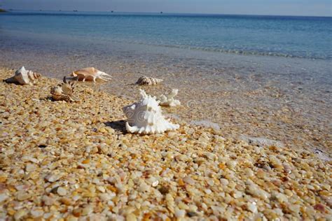 Shells on the Seashore on a Sandy Beach Stock Image - Image of island ...