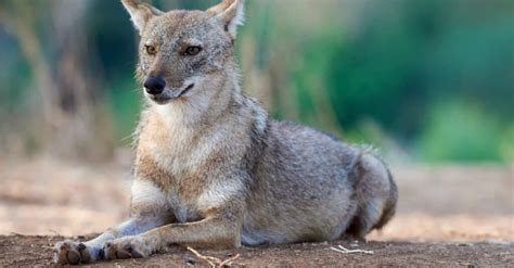 Jackal vs Fox: What are their differences? - A-Z Animals