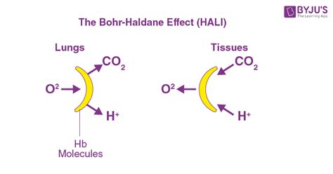 Bohr Effect - Experimental Discovery, Allosteric interactions, Bohr ...