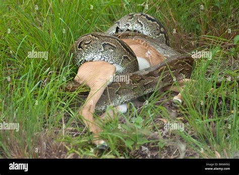 Python prey hi-res stock photography and images - Alamy