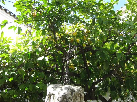 Lime Tree Pictures, Images, Photos & Facts on Lime Trees