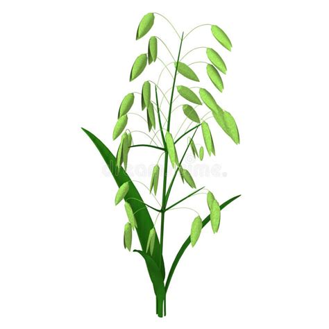 Oat Plant Stock Illustrations – 13,722 Oat Plant Stock Illustrations ...