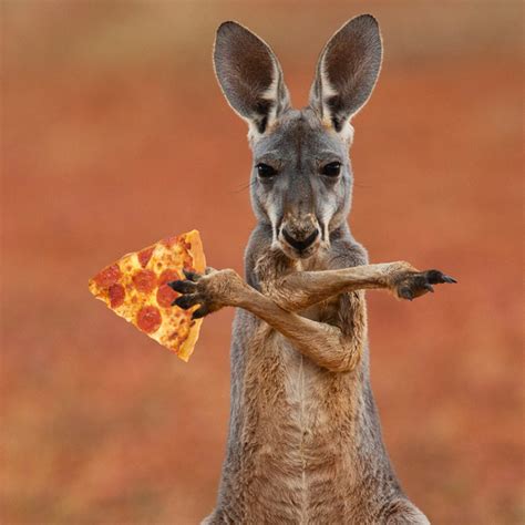 we all eat pizza. — Kangaroos eat pizza. Some kangaroos are almost...