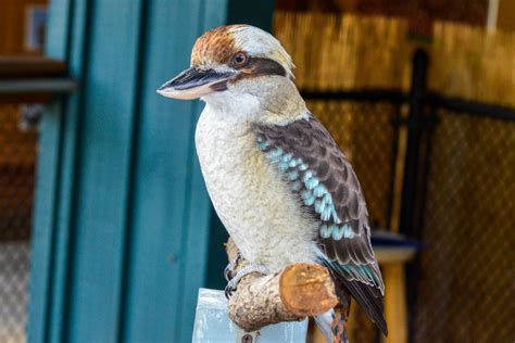 Laughing Kookaburra | The Maryland Zoo