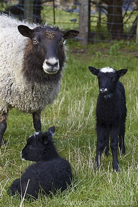 Gotland Pelt Ewe and Lambs | Wool animals, Sheep breeds, Pet birds