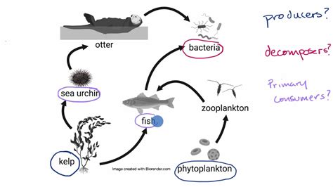 Ocean Food Web Decomposers