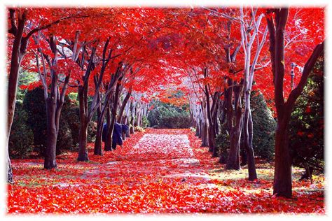 5 Best Autumn Leaves Spots in Hokkaido – Japan Travel Guide -JW Web Magazine