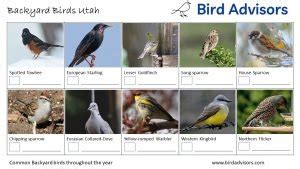 Top 33 Backyard Birds In Utah (Free ID Charts)