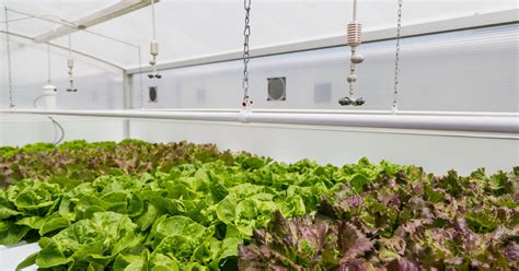 Are Hydroponic Vegetables as Nutritious as Those Grown in Soil? - The ...