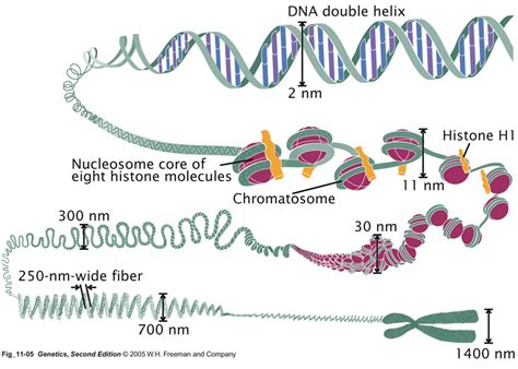 Eukaryotic Chromosome