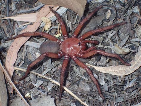 New species of trapdoor spider confirmed in Australia