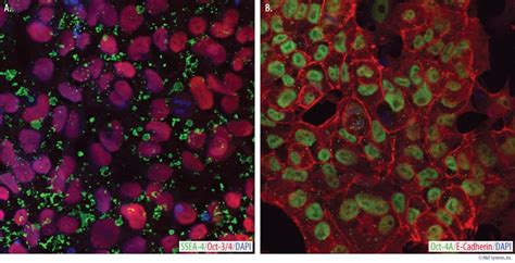 Mouse Embryonic Fibroblast (MEF) Conditioned Media (AR005) | Bio-Techne