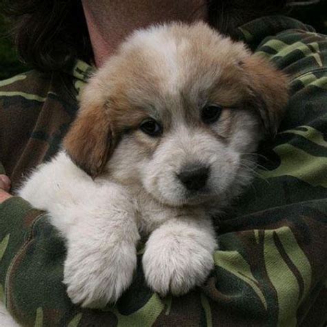 Adorable Pyrenees/Anatolian Shepherd puppies for Sale in Clearview, Washington Classified ...