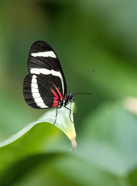 The Butterfly Pavilion | Focal World