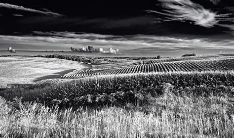 Rolling Cornfields In Iowa Photograph by Mountain Dreams - Fine Art America