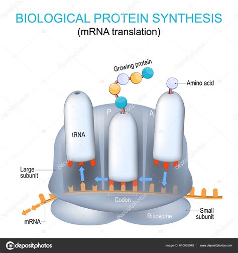 Ribosome Structure Anatomy Biological Protein Synthesis Mrna Translation Synthesis Proteins ...