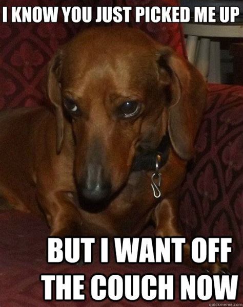 12 Hilarious Dachshund Memes Will Make Your Day