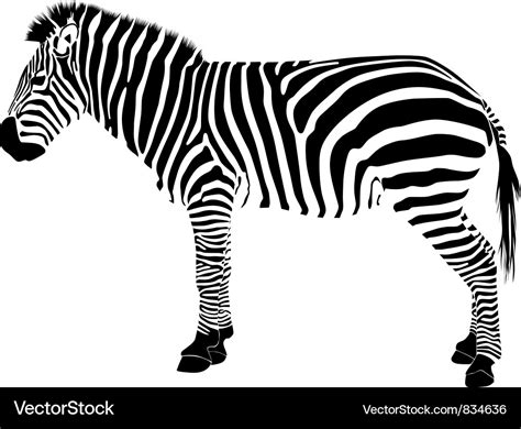 Zebra silhouette Royalty Free Vector Image - VectorStock