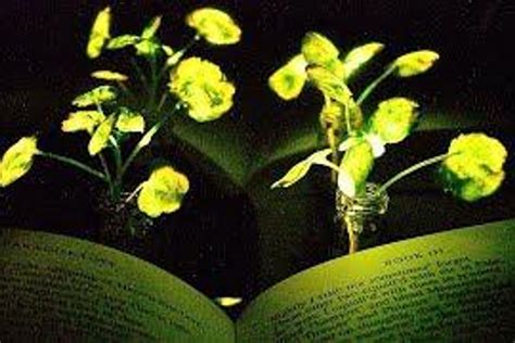 Bioluminescent plants could be the sustainable light source of the future - GOOD