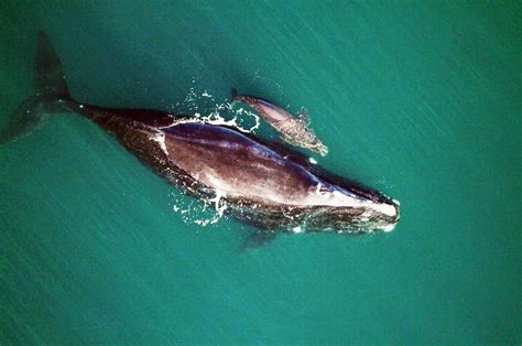 First whales of season spotted off Georgia coast