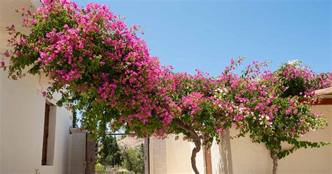 Wall Bougainvillea: Everything You Need To Know About This, 43% OFF