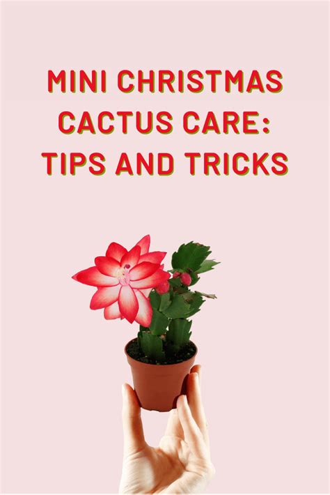 Mini Christmas Cactus Care: Tips And Tricks