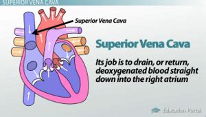 Major Blood Vessels Leading to the Heart: Superior Vena Cava, Inferior Vena Cava & Coronary ...