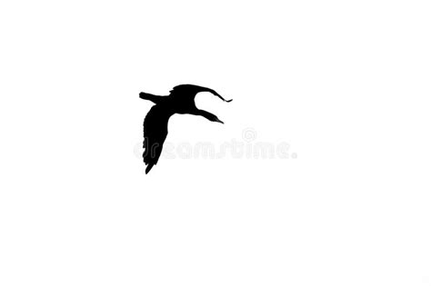 Black Silhouette of Flying Heron Stock Photo - Image of mirror ...