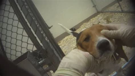 Are Dogs Still Used In Animal Testing