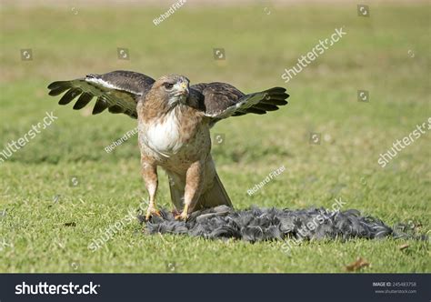 Red-Tailed Hawk With Prey Stock Photo 245483758 : Shutterstock