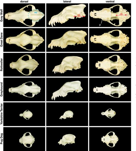 Figure 3 from The Genetics of Canine Skull Shape Variation | Semantic ...