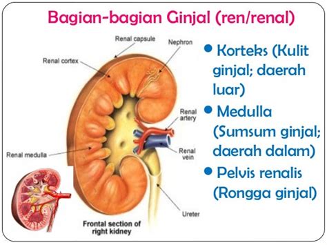 Jelaskan bagian bagian ginjal ? | Tanya Tugas Sekolah Ke Guru Pintar