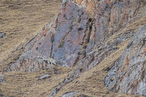 Snow leopard hunting - Stock Image - C049/5836 - Science Photo Library