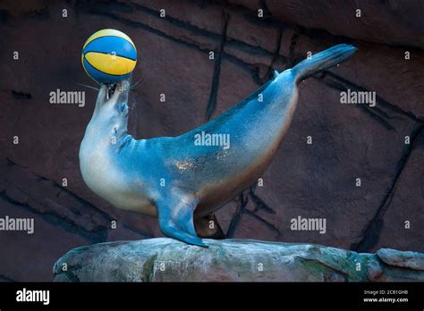 Seal balancing ball Stock Photo - Alamy