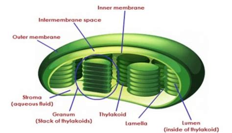 Plastids - Class 9, The fundamental unit of life:cell