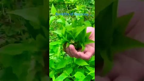 BENEFITS OF HAGONOY PLANT TO HUMAN.Vlog#429#hagonoy #short#plants#Pongs Etras - YouTube