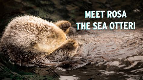 Meet Rosa The Sea Otter! | Monterey Bay Aquarium's Pawesome Ladies ...