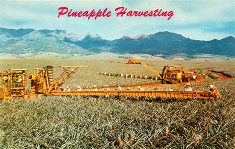 Tiny Pineapple Gallery // Pineapple Harvesting