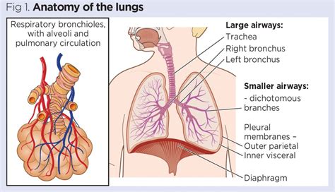 How to perform chest auscultation and interpret the findings - Nursing Times