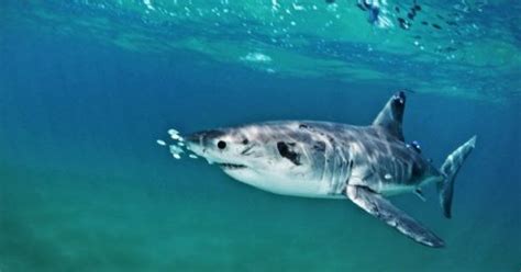 Great white shark nursery - Australian Geographic