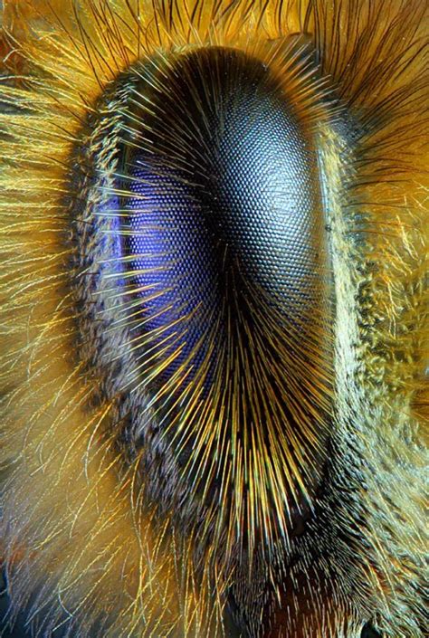 Close up of a bee's eye : r/pics