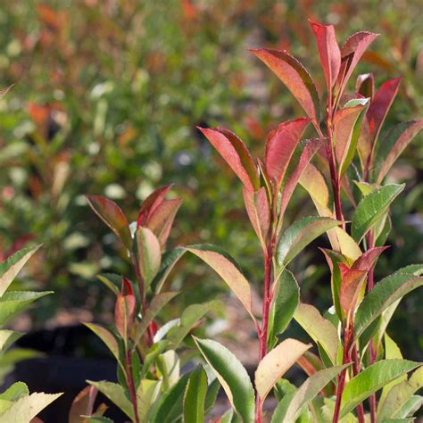 Red Tip Photinia Shrub — Green Acres Nursery & Supply