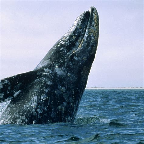 Gray Whale | National Geographic