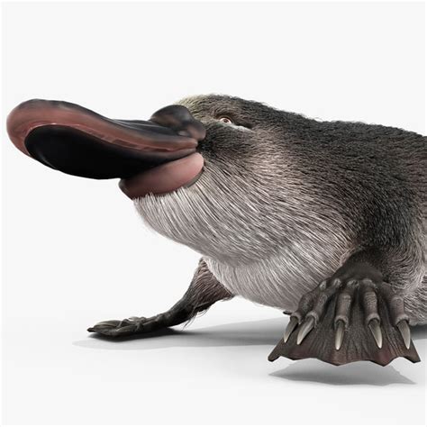 platypus fur pose 2 3d max